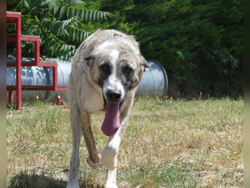 Pepe - sensibler, freundlicher, aktiver Rüde sucht Zuhause mit Garten