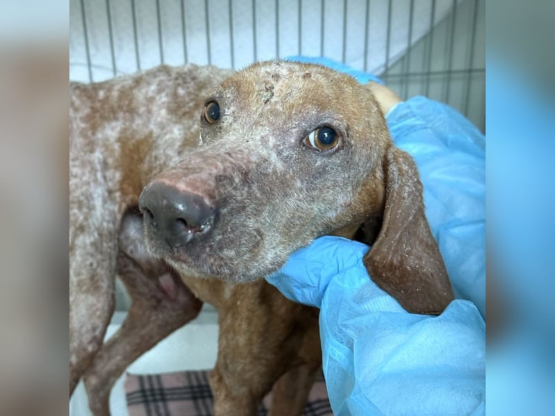 Bob - freundlicher, lieber Rüde sucht sein Happy End