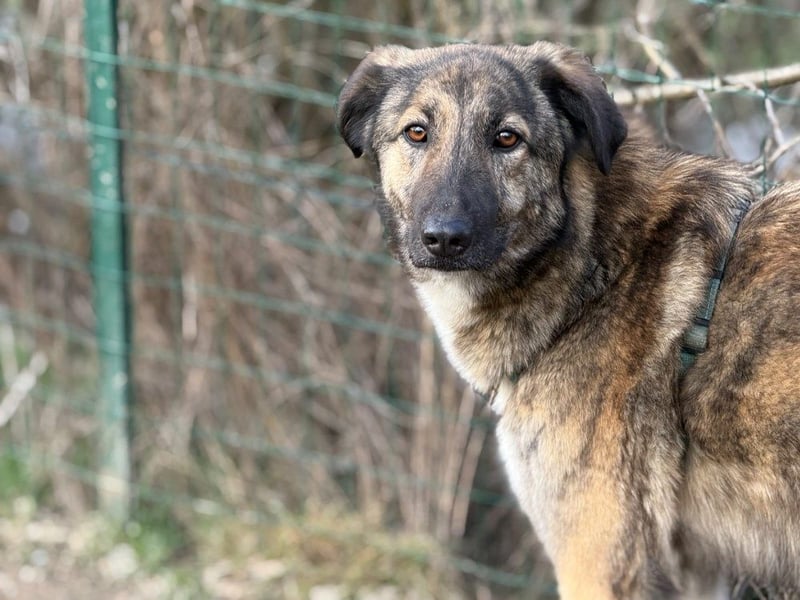 Vincent - aktiver, menschenbezogener Rüde sucht ein Zuhause