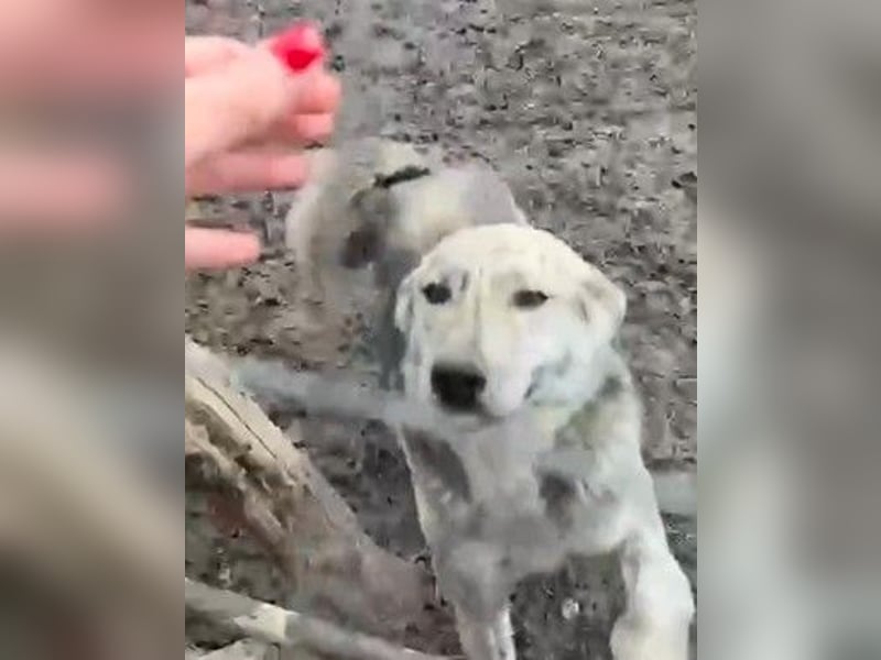 Molly - anfangs schüchterne, liebe und verschmuste Hündin/ zur Zeit noch in Rumänien