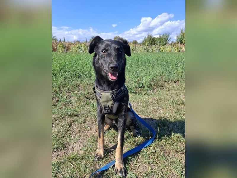 Cody – junger hübscher Teenie sucht seine Menschen