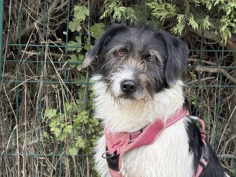 Buddy - freundlicher, zurückhaltender Rüde sucht ein Zuhause