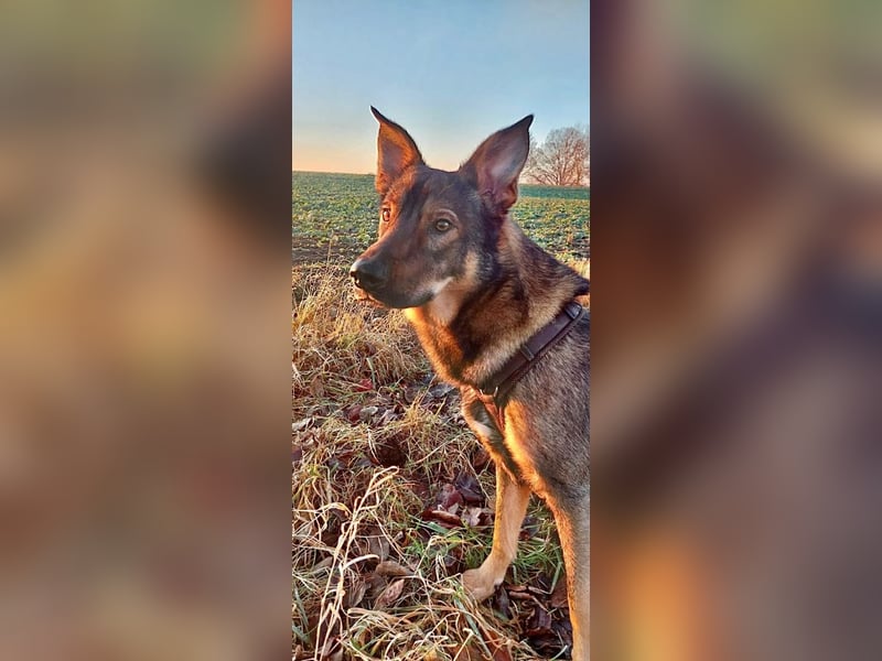 Teddy - aktiver, freundlicher Junghund sucht neues Zuhause