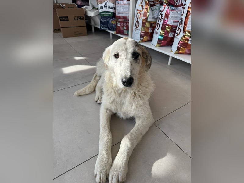 Anabell- freundliches, liebes Hunde-Mädchen