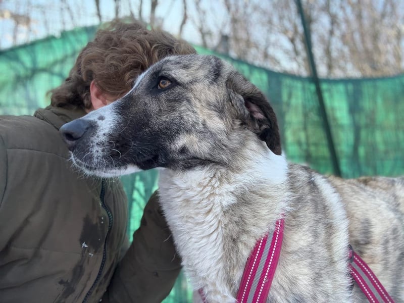 Pepe - sensibler, freundlicher, aktiver Rüde sucht Zuhause mit Garten