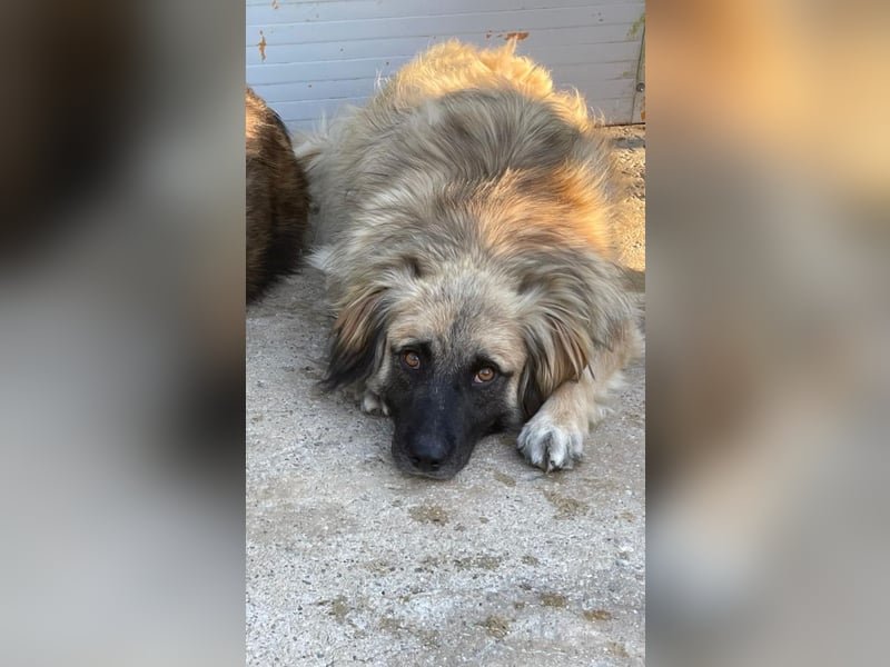 Bashful - lieber, sanfter HSH-Mischlings-Rüde aus Rumänien