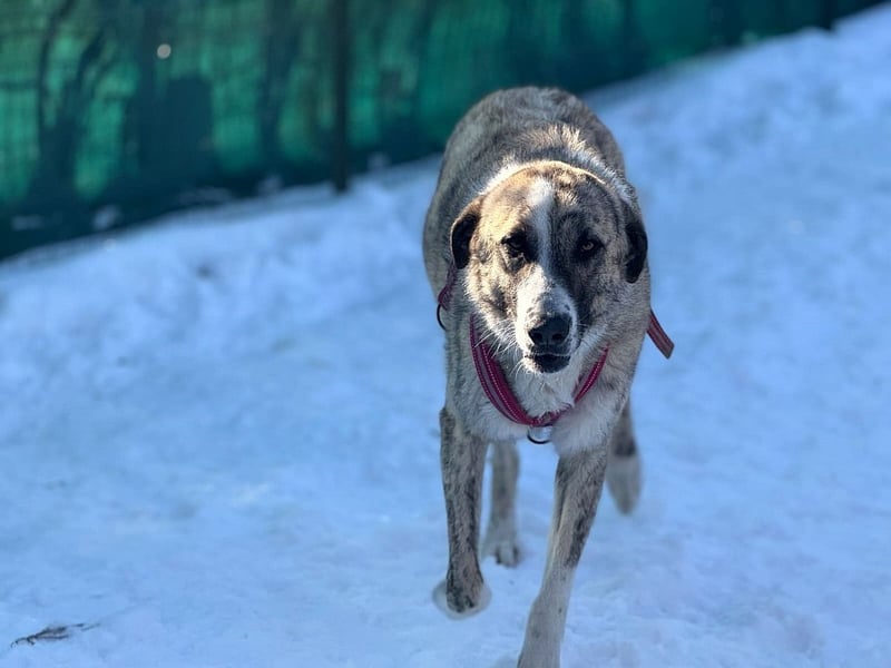 Pepe - sensibler, freundlicher, aktiver Rüde sucht Zuhause mit Garten