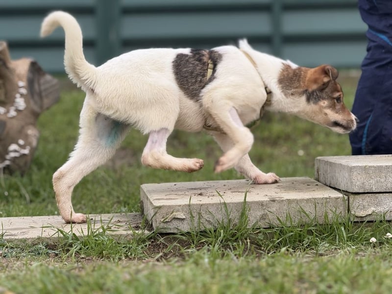 Shaggy - lieber, anhänglicher 4 Monate alter Rüde sucht ein Zuhause