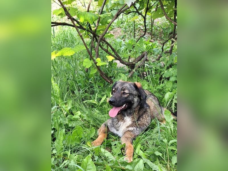 Mara - freundliche, liebe Hündin sucht ein Zuhause mit Garten