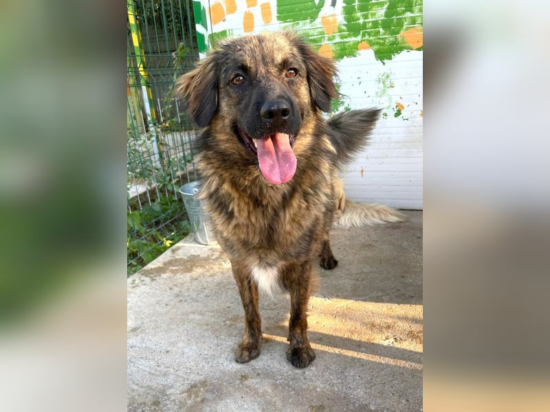 Grumpy - sanfter, lieber HSH-Mischling sucht Zuhause mit Garten