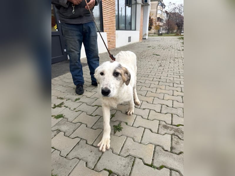 Anabell- freundliches, liebes Hunde-Mädchen