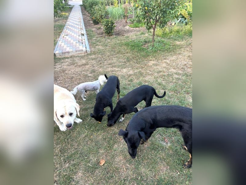 Rita - verspieltes, fröhliches Hundemädchen sucht ein Zuhause