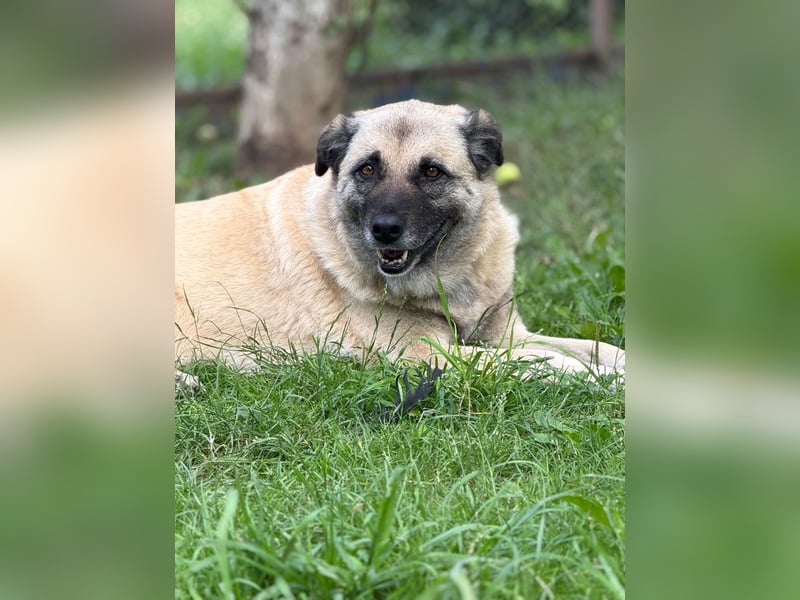 Jessica - freundliche Hündin sucht liebevolles Zuhause mit Garten