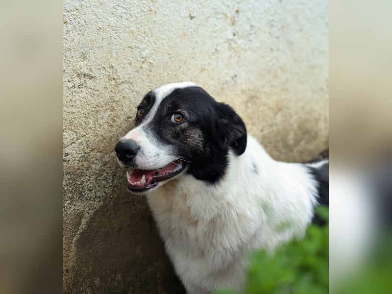 Manni - zurückhaltender,unsicherer Herdenschutzhund-Mix Junghund / z.Zt. noch in Rumänien