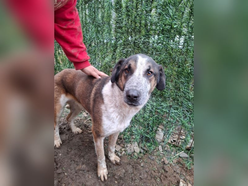 Anton - verspielter, freundlicher, katzenverträglicher junger Mischlingsrüde