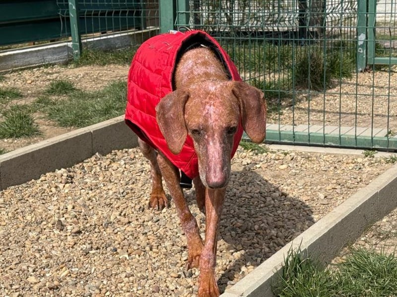 Bob - freundlicher, lieber Rüde sucht sein Happy End