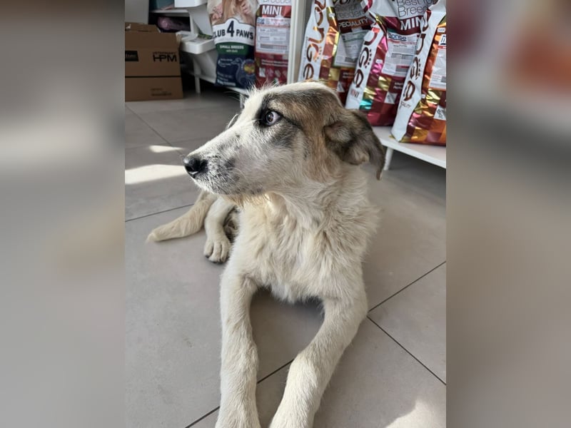 Anabell- freundliches, liebes Hunde-Mädchen