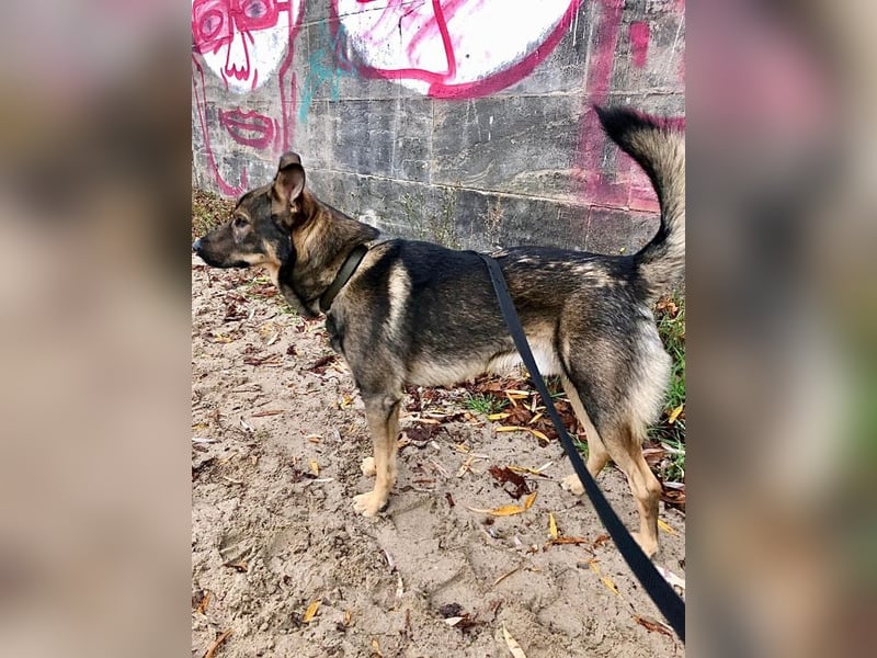 Teddy - aktiver, freundlicher Junghund sucht neues Zuhause