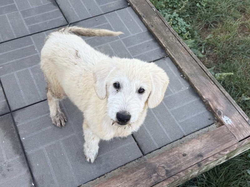 Marte - süßer Teddybär sucht sein großes Glück