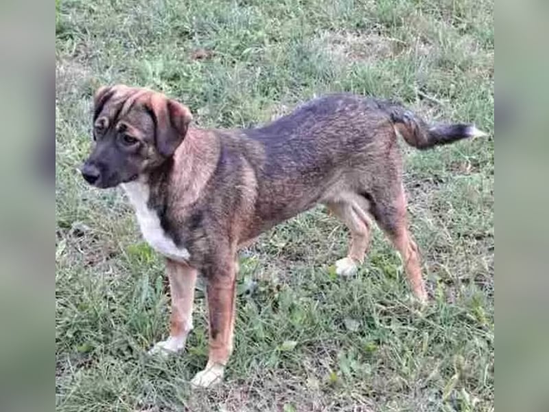 Magda - freundliche, liebe Schäferhund Mix Hündin / z.Zt. noch in Rumänien