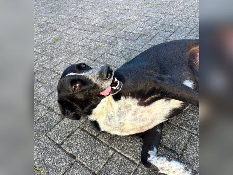 Boy - fröhlicher Rüde sucht ein neues Zuhause / auf PS in Detmold