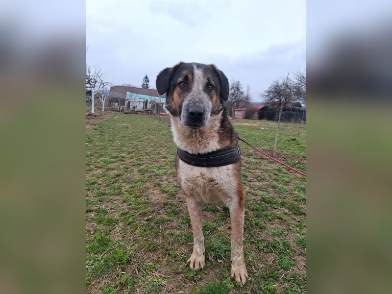 Anton - verspielter, freundlicher, katzenverträglicher junger Mischlingsrüde