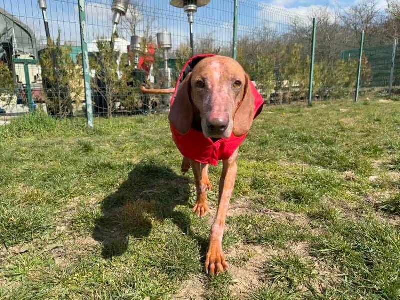 Bob - freundlicher, lieber Rüde sucht sein Happy End