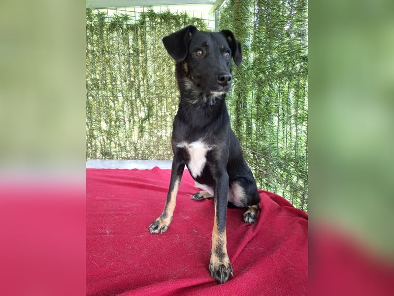 Cody – junger hübscher Teenie sucht seine Menschen