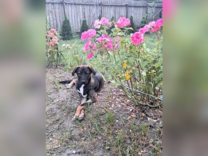 Mara - freundliche, liebe Hündin sucht ein Zuhause mit Garten
