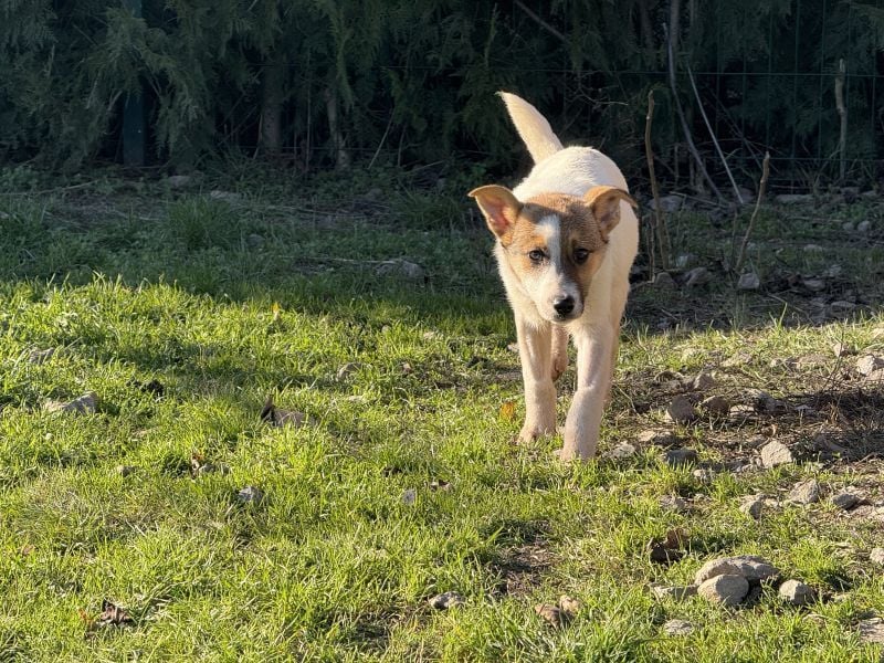 Daphne - liebe, anhängliche, 4 Monate alte Hündin sucht ein Zuhause