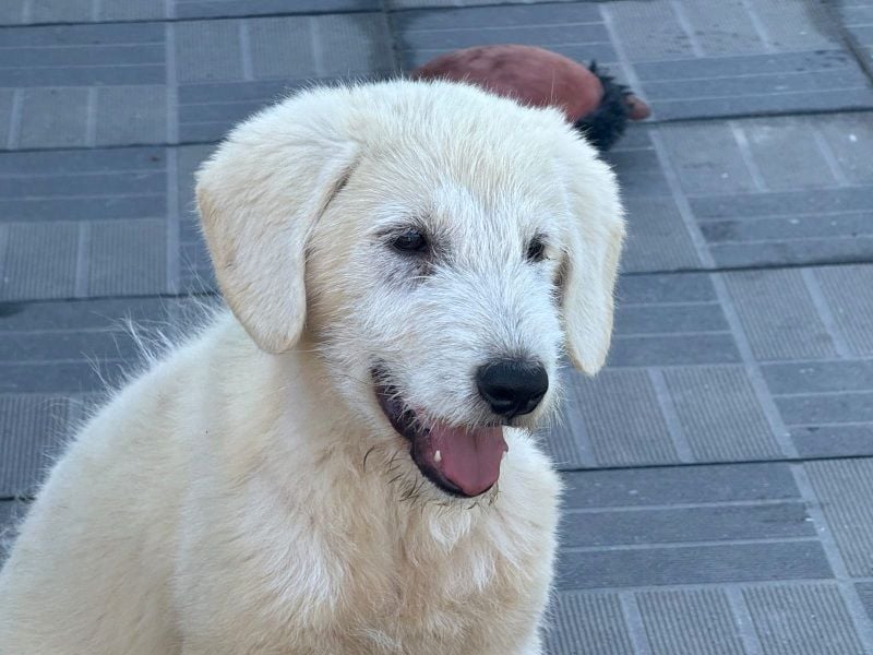 Marte - süßer Teddybär sucht sein großes Glück