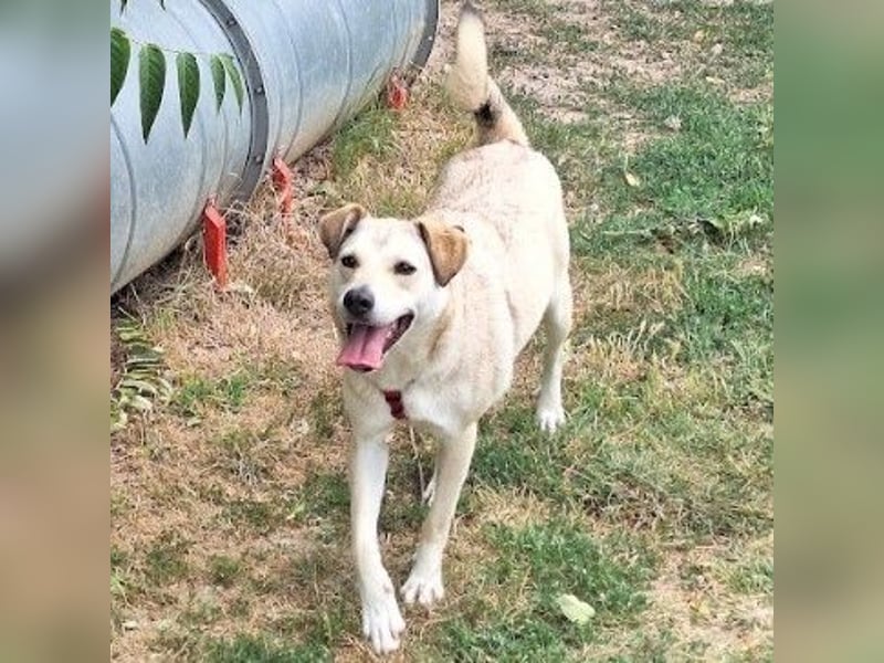 Lucius - sensibler, freundlicher, anhänglicher Rüde / z.Zt. noch in Rumänien