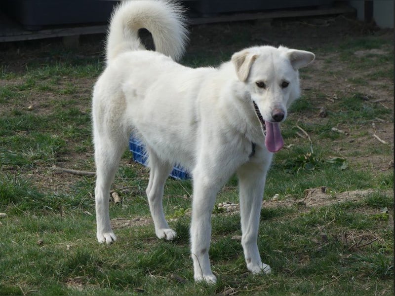 Rodolfo - lebhafter, freundlicher, sehr aktiver Rüde / z.Zt. noch in Rumänien
