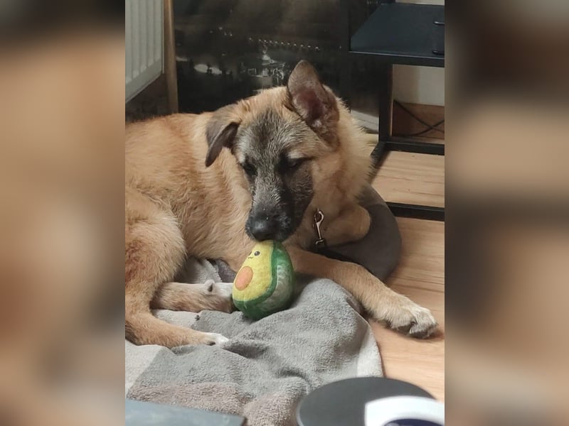 Oskar - aktiver, verspielter junger Rüde - in 21xxx Hamburg