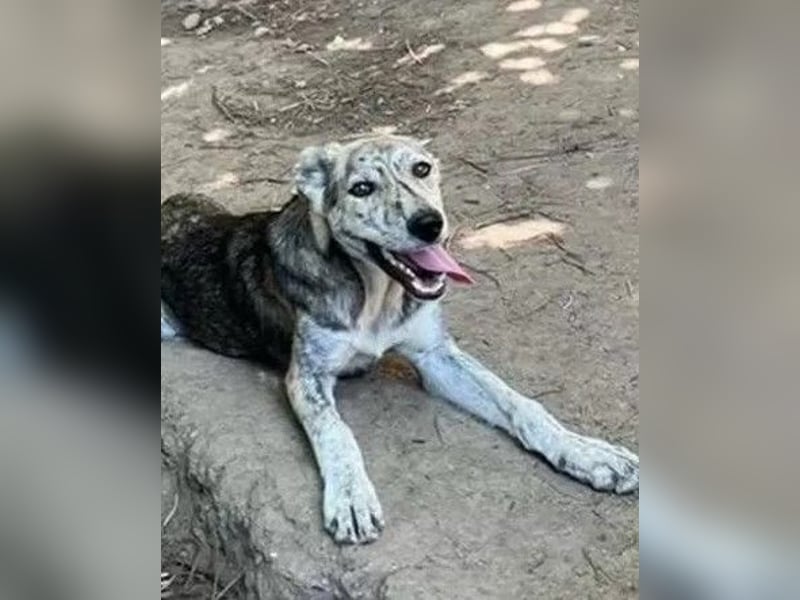 Molly - anfangs schüchterne, liebe und verschmuste Hündin/ zur Zeit noch in Rumänien