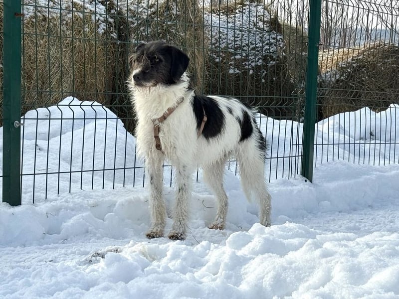 Buddy - freundlicher, zurückhaltender Rüde sucht ein Zuhause