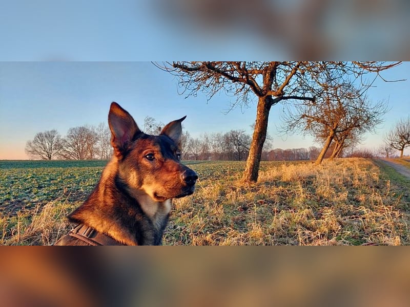 Teddy - aktiver, freundlicher Junghund sucht neues Zuhause