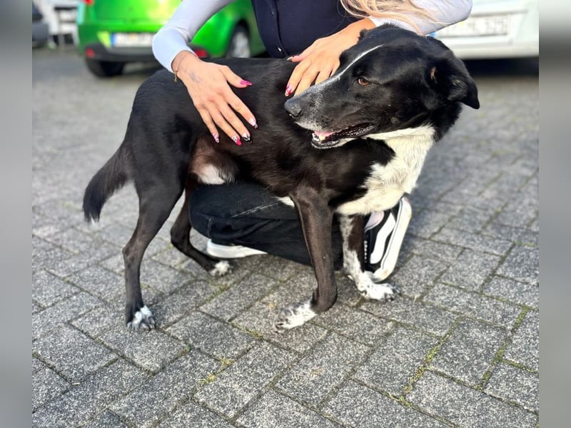 Boy - fröhlicher Rüde sucht ein neues Zuhause / auf PS in Detmold