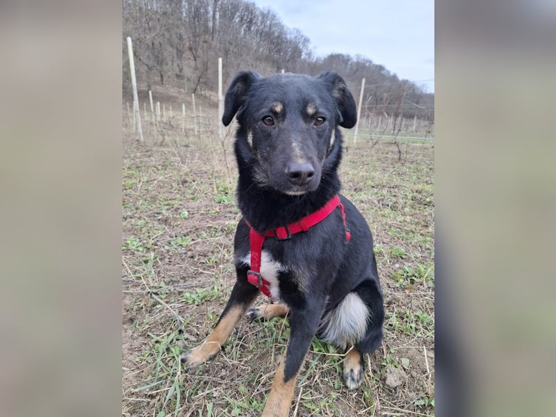 Cody – junger hübscher Teenie sucht seine Menschen
