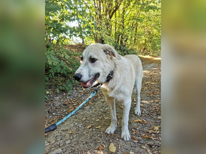 Shrek - aktiver, freundlicher HSH-Mix Rüde sucht Zuhause mit Garten