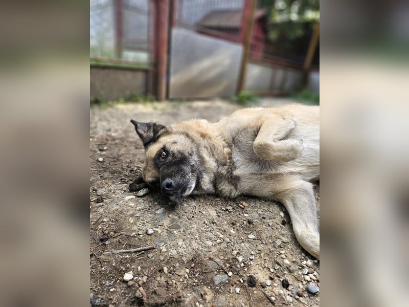 Jessica - freundliche Hündin sucht liebevolles Zuhause mit Garten