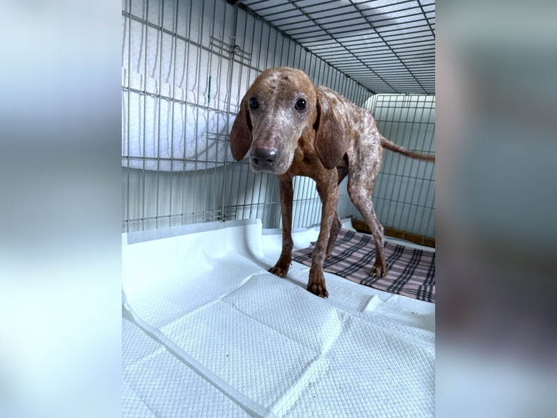 Bob - freundlicher, lieber Rüde sucht sein Happy End