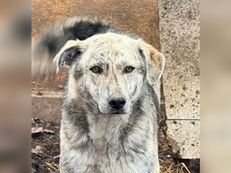 Molly - anfangs schüchterne, liebe und verschmuste Hündin/ zur Zeit noch in Rumänien