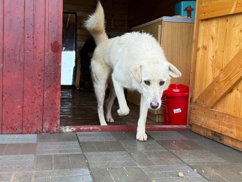 Rodolfo - lebhafter, freundlicher, sehr aktiver Rüde / z.Zt. noch in Rumänien