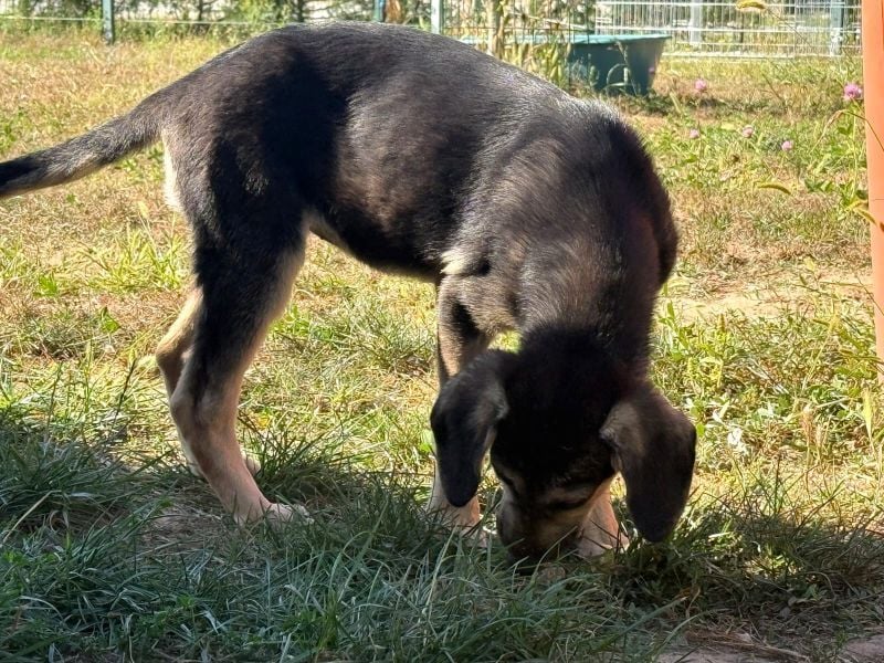 Eris- verschmustes Welpen-Mädchen sucht ihre Famile