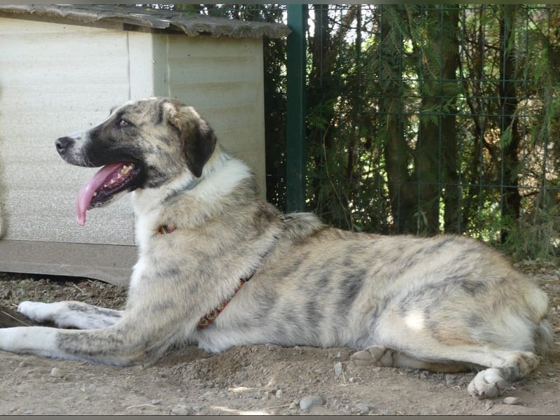 Pepe - sensibler, freundlicher, aktiver Rüde sucht Zuhause mit Garten