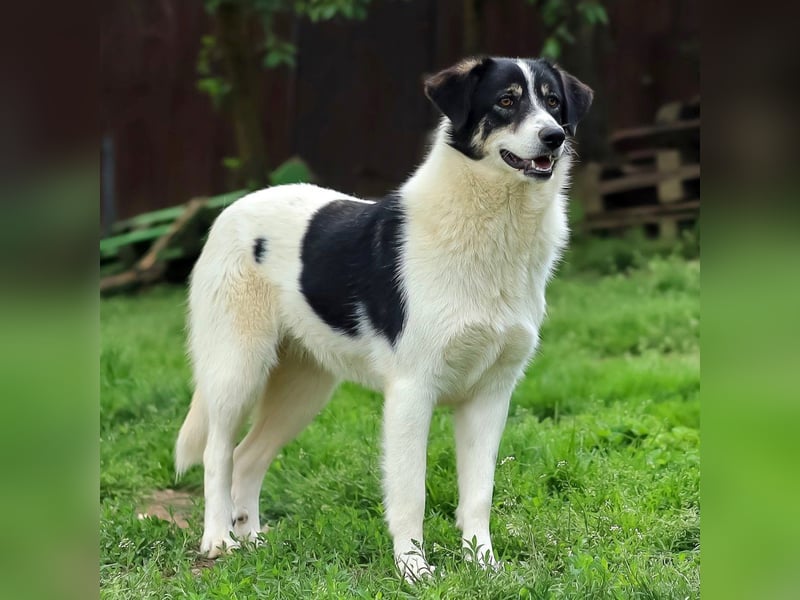 Juna - zurückhaltende,unsichere Herdenschutzhund-Mix Junghündin / z.Zt. noch in Rumänien
