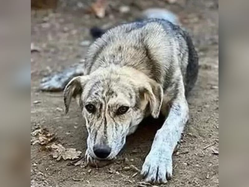 Molly - anfangs schüchterne, liebe und verschmuste Hündin/ zur Zeit noch in Rumänien