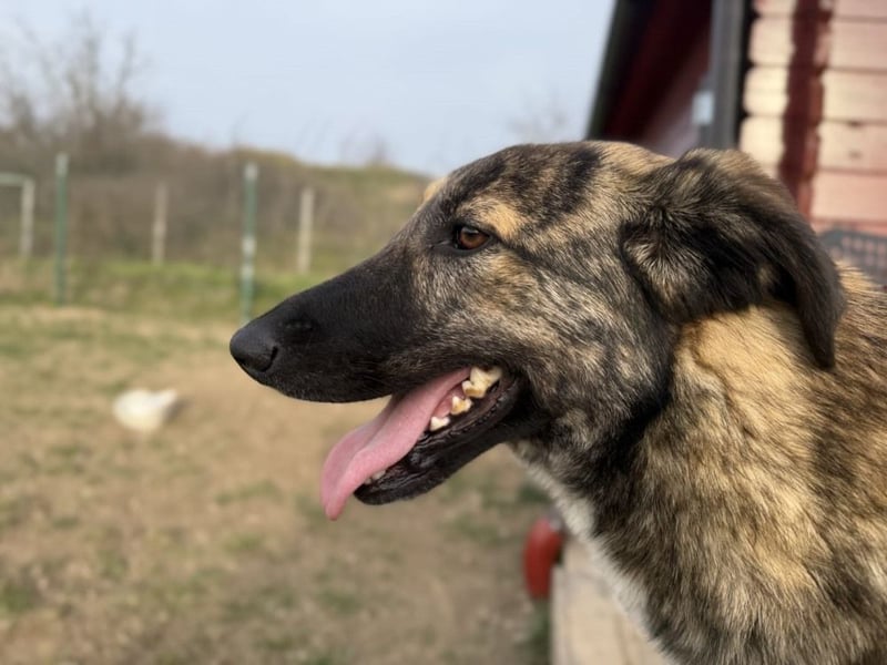 Vincent - aktiver, menschenbezogener Rüde sucht ein Zuhause