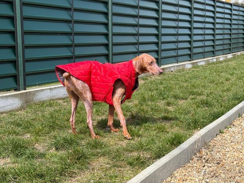 Bob - freundlicher, lieber Rüde sucht sein Happy End
